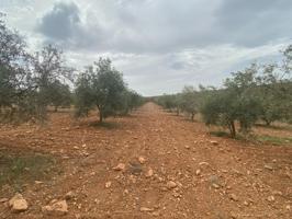 Finca de olivos cerca de Padul photo 0