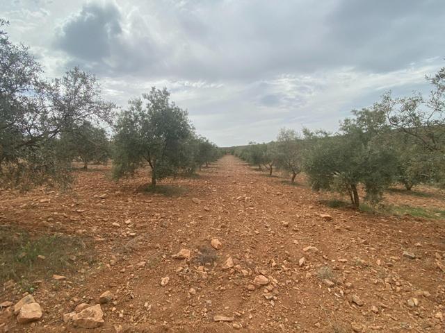 Finca de olivos cerca de Padul photo 0