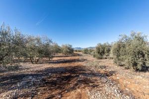 Olivar en venta photo 0