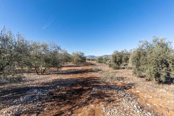 Olivar en venta photo 0