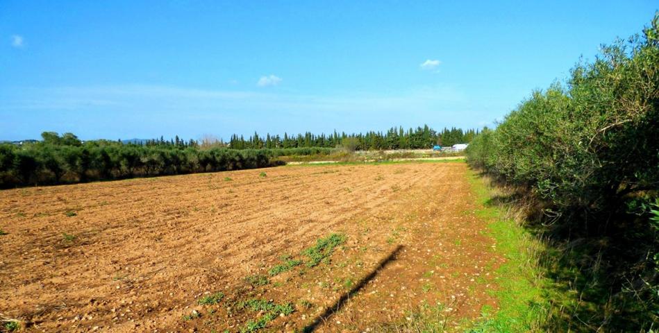 Finca rústica en Camí Vell de Cubelles con casa a rehabilitar photo 0