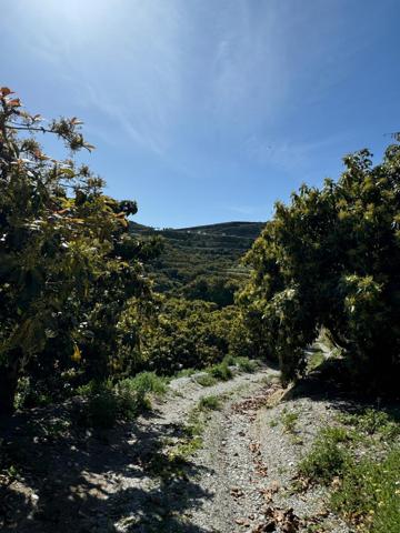 Finca Rústica y Explotación de Aguacates en Granada Mortil photo 0