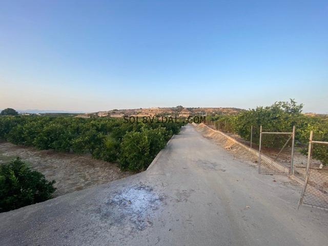 Finca en Jacarilla de 38 tahúllas en producción con balsa, almacén, riego por goteo y junto a la CV- photo 0