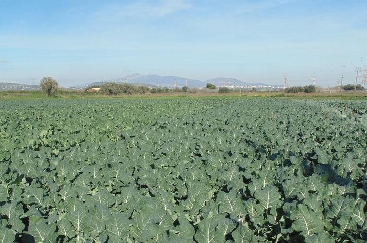 Se vende finca en producción con riego tradicional de 200 tahúllas en catral. En la actualidad está photo 0