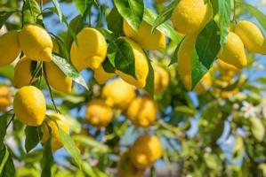 Se vende finca de limoneros en San Bartolomé (Orihuela) 🌿 9.200 m² de cultivo Verna photo 0