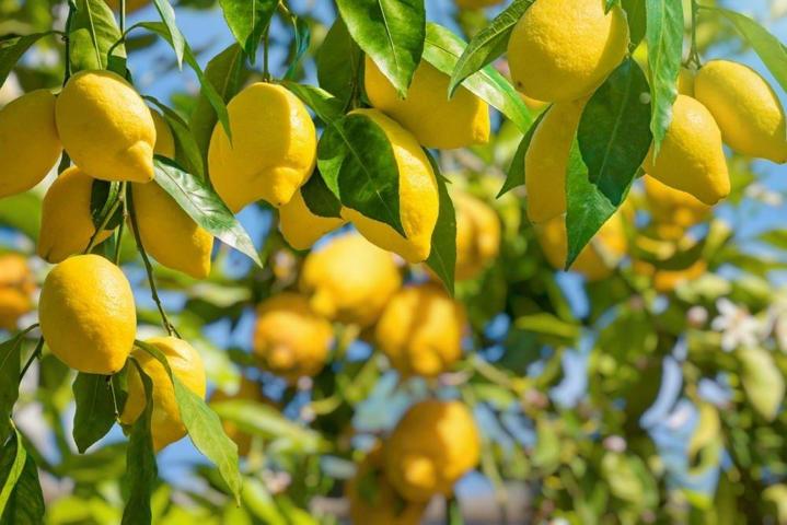 Se vende finca de limoneros en San Bartolomé (Orihuela) 🌿 9.200 m² de cultivo Verna photo 0