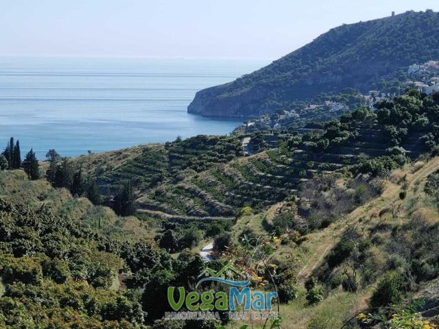 Se vende finca con cortijo en La Herradura photo 0