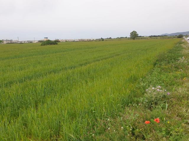 Venta Plan Parcial en Vilafranca del Penedes. photo 0