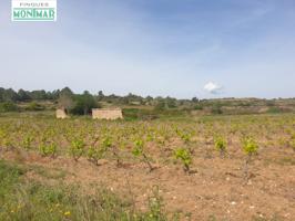 En Venta Finca Rústica en Vilabella de 20 Ha. de viñedos emparrados. photo 0