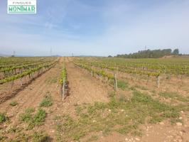 En venta Fincas Rústica en Renau plantada de viñedos photo 0