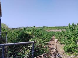 Fincas de Chirimoyas y frutales photo 0