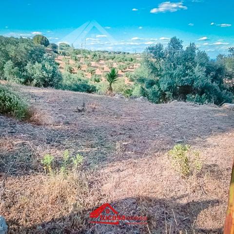 ¡OPORTUNIDAD ÚNICA! TERRENO RURAL CON OLIVOS EN ASSUAN, CÓRDOBA. photo 0