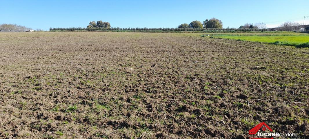 🌿✨ ¡Oportunidad única! Terreno rural de 12.000 m2 con agua de riego en plena Carretera de Palma del Río ✨🌿 photo 0