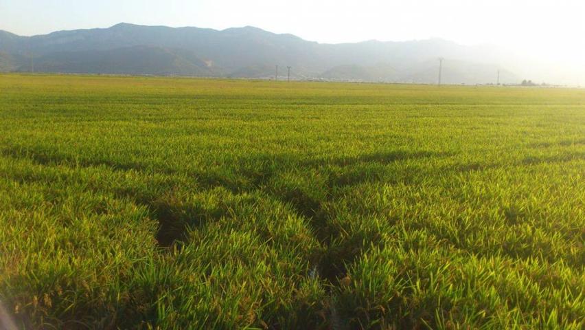 Terreno Urbanizable En venta en Cullera, Cullera photo 0