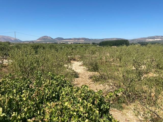 FINCA RÚSTICA SITUADA EN ZONA DE LA CATALANA CON 5.000M² CON POZO PROPIO Y RIEGO POR GOTEO !!! photo 0