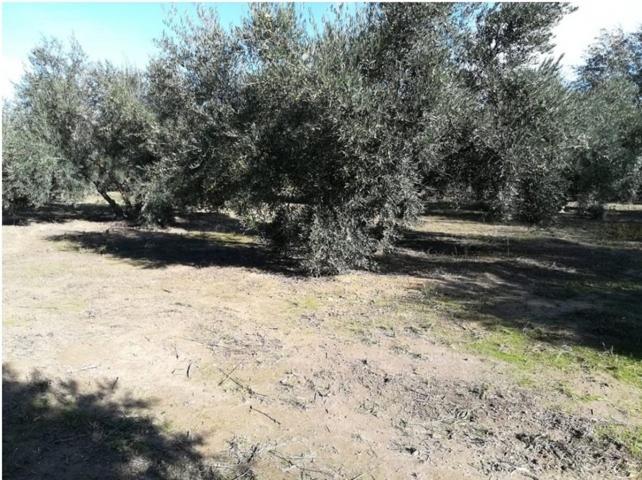 VENTA DE FINCA DE OLIVOS EN HUETOR TAJAR CON 4.500M2 DE SUPERFICIE Y PLANTACIÓN DE 100 OLIVOS!! photo 0