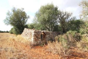 Atractiva parcela entre Felanitx y Porreres photo 0