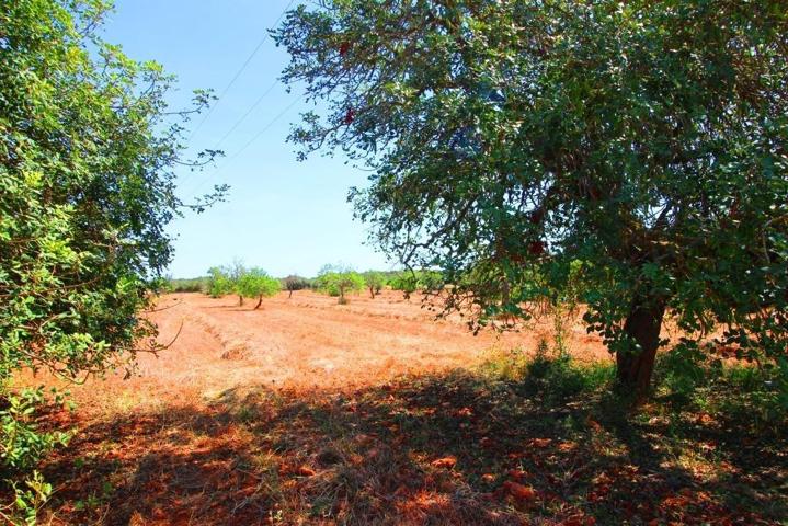 Terreno idealmente situado entre Campos, Sa Rapita y Llucmajor photo 0