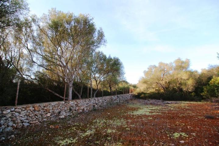 más de 60000m2 de terreno a 5 minutos de Campos photo 0