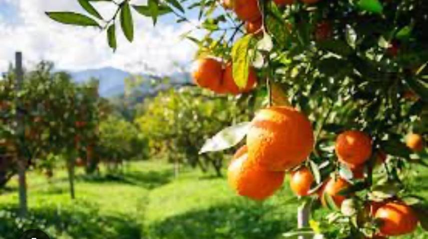 HUERTA DE FRUTALES AL LADO DE LA POBLACION photo 0