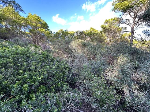 Ref. 4258 Terreno rústico en Son Morell photo 0