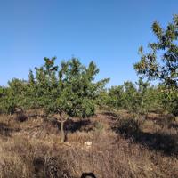 Preciosa Finca de regadio con pozo y 500 almendros! photo 0