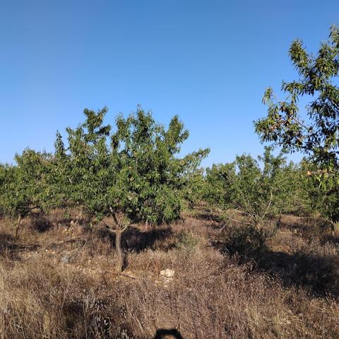 Preciosa Finca de regadio con pozo y 500 almendros! photo 0