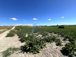 Finca de secano junto a Lebrija. photo 0
