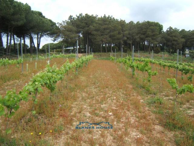 Finca rustica en venta en Blanes photo 0