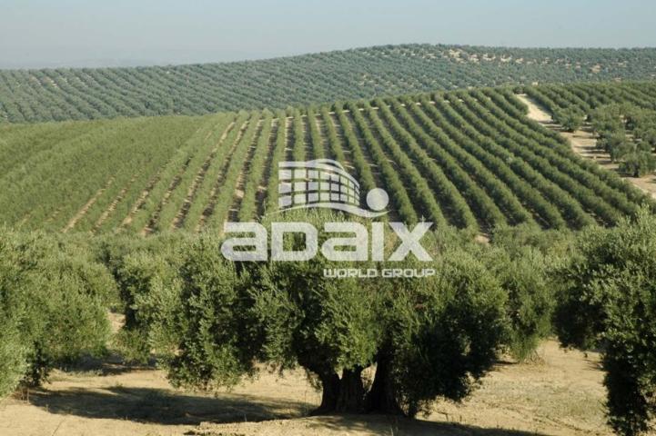 Terreno De Cultivo en Venta en Olivar en La Camila Lucena, Córdoba photo 0