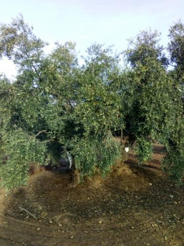Terreno De Cultivo en Venta en Lucena, Córdoba photo 0