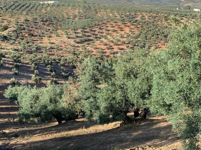 Terreno De Cultivo en Venta en Lucena, Córdoba photo 0