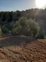 Terreno De Cultivo en Venta en Cobacho Lucena, Córdoba photo 0