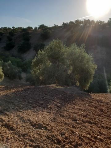 Terreno De Cultivo en Venta en Cobacho Lucena, Córdoba photo 0