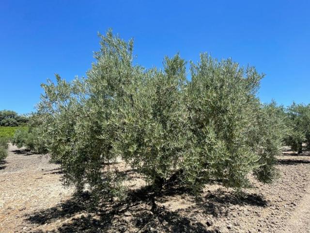 Terreno De Cultivo en Venta en NONE Lucena, Córdoba photo 0