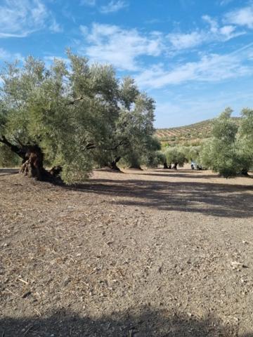 Terreno De Cultivo en Venta en Cerro Malabrigo Lucena, Córdoba photo 0