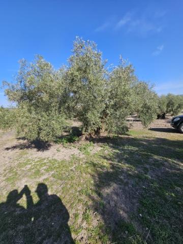 Terreno De Cultivo en Venta en Lucena, Córdoba photo 0