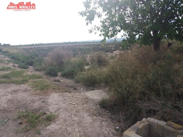 Se vende finca rustica en carretera de dolores (elche) photo 0