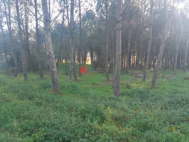 Terreno en venta en Vedra de 18250 m2 photo 0