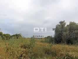 Parcela en San Bartolomé de la Torre a sólo 2Km del pueblo photo 0