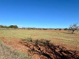 🏡 Solar Rústico con Encanto entre Sa Ràpita y Campos – Mallorca 🌿 photo 0