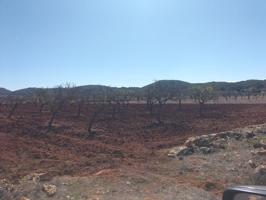 Terreno con almendros en Santa Inés. photo 0