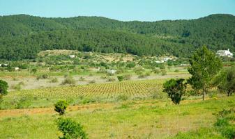 Parcela con proyecto en San Mateo photo 0