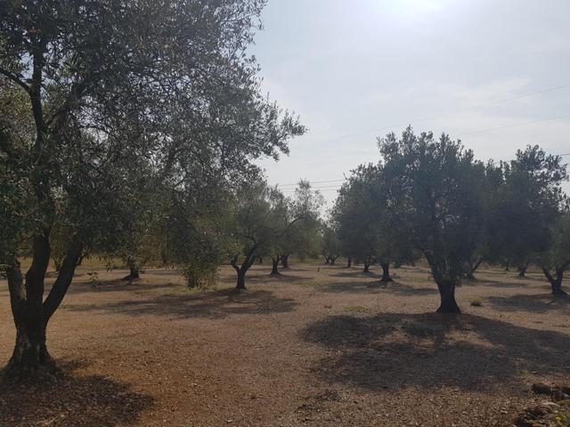 LA GALERA FINCA CON AGUA Y CASA 15m2 AMPLIABLES A 40 m2 photo 0