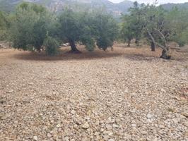 FINCA RÚSTICA DE 2,5 HECTÀREAS CON AGUA photo 0