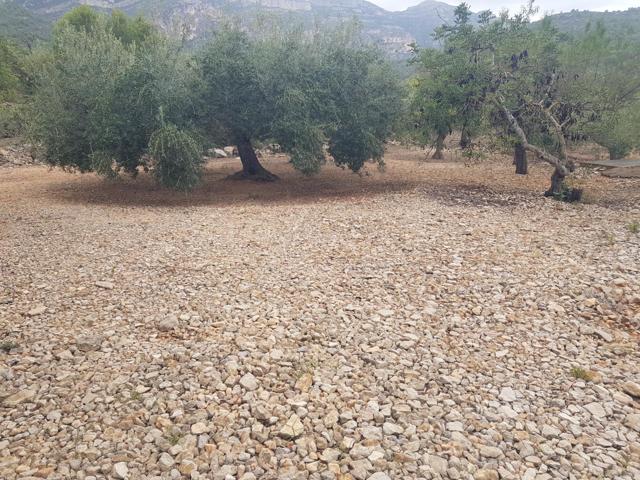 FINCA RÚSTICA DE 2,5 HECTÀREAS CON AGUA photo 0