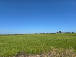 FINCA DE ARROZ EN ENCANYISSADA photo 0