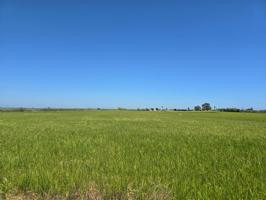 FINCA DE ARROZ photo 0