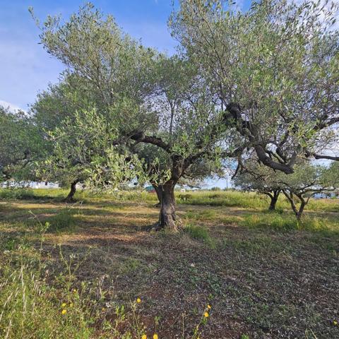FINCA RÚSTICA photo 0