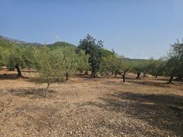 TERENO RUSTICO photo 0